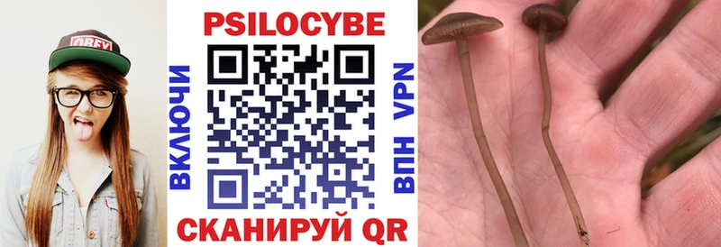 блэк спрут зеркало  Котлас  Псилоцибиновые грибы Cubensis 